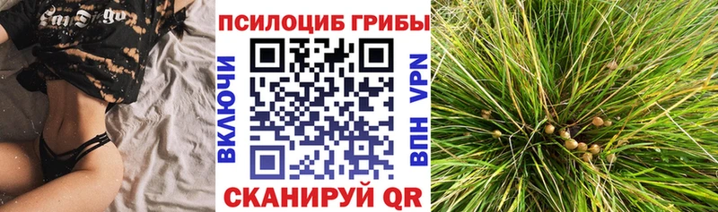 где продают   даркнет состав  Псилоцибиновые грибы прущие грибы  Краснодар 
